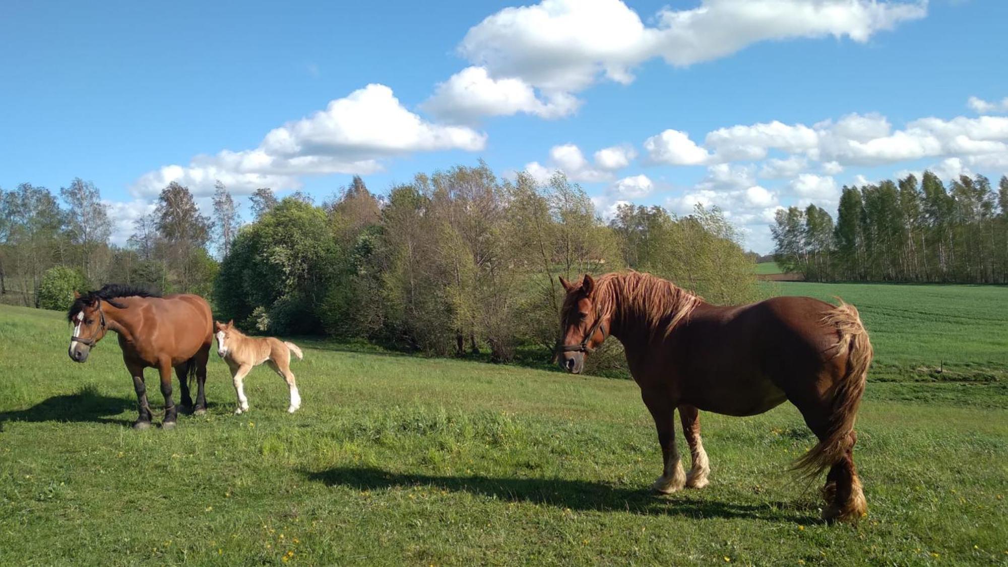 Siedlisko Nad Lakami Villa Buitenkant foto
